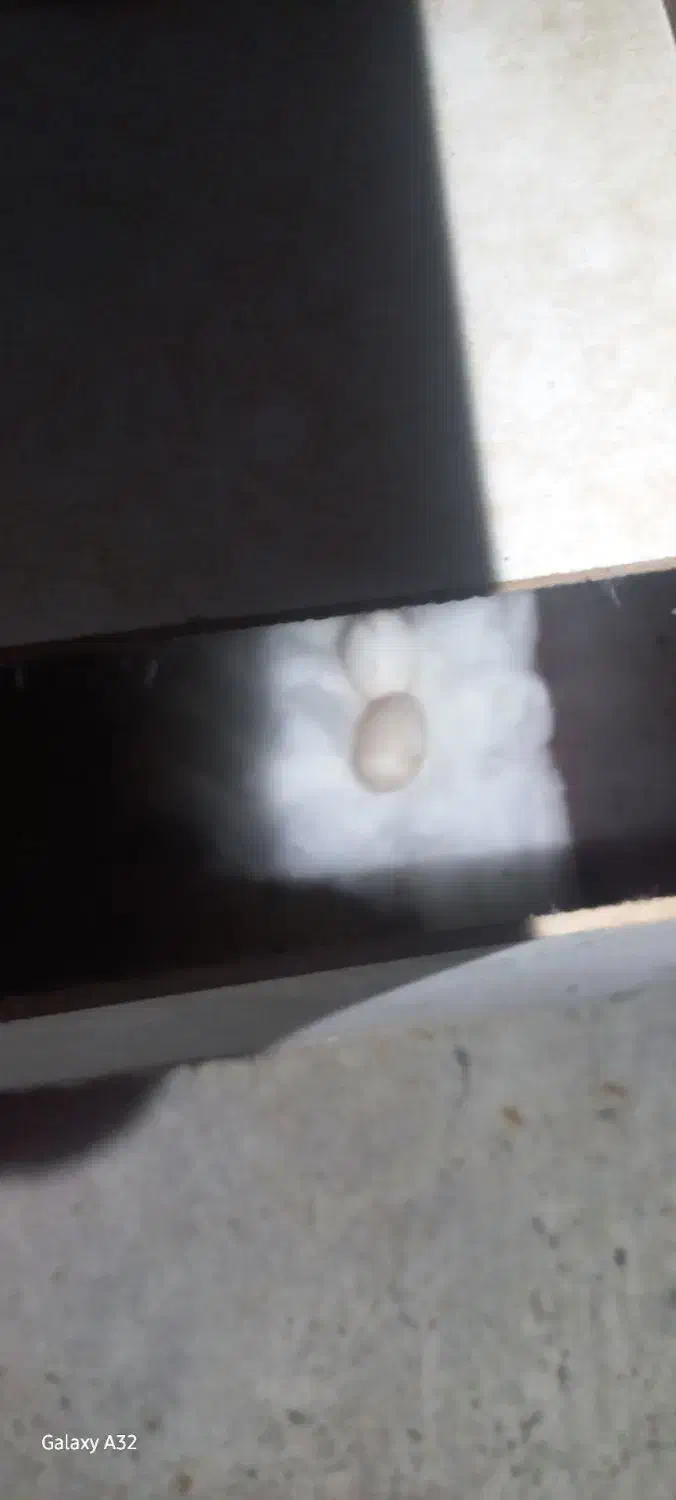 عروس هلندی توسی|پرنده|اهر, |دیوار