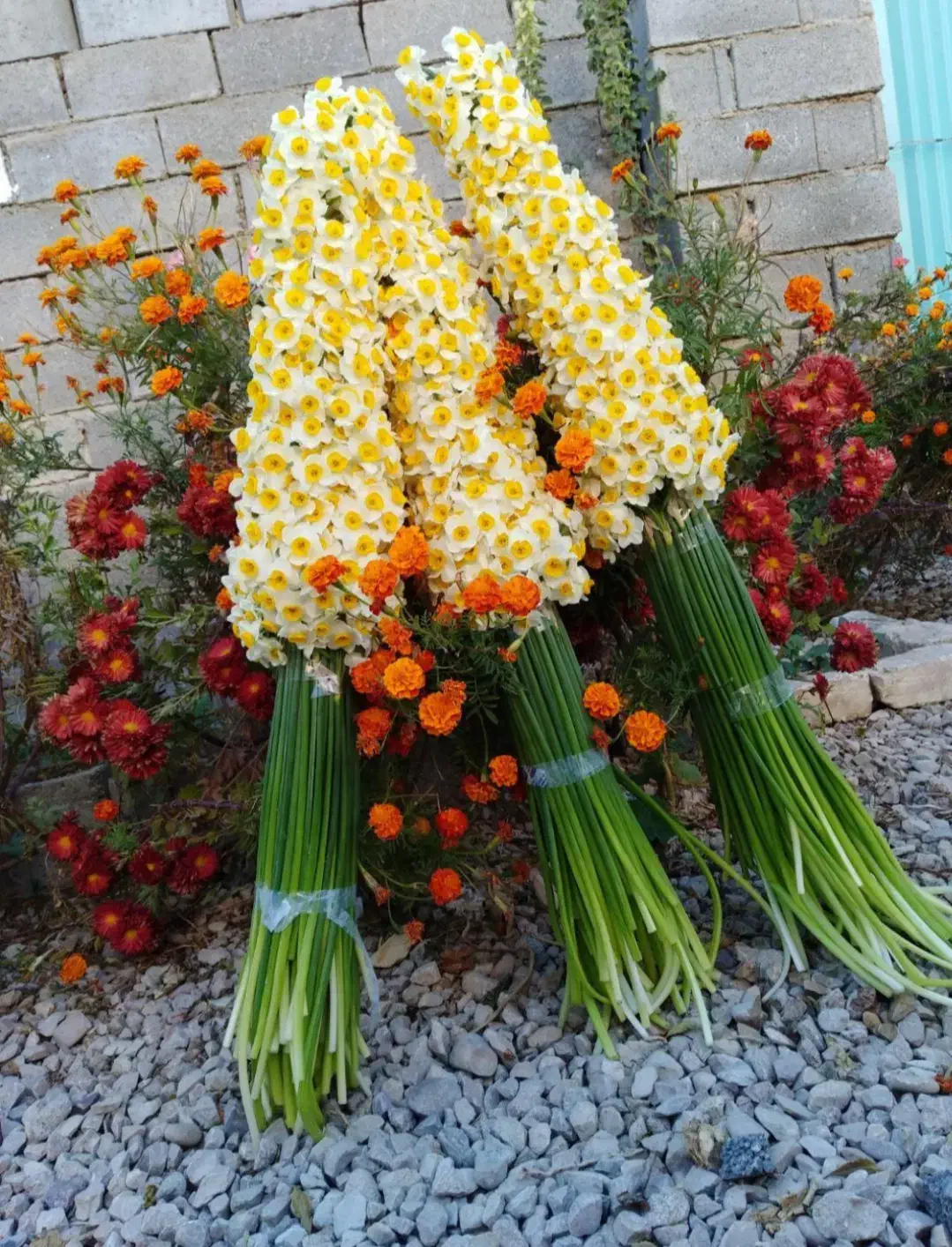 فروش عمده و خرده گل نرگس|گل و گیاه طبیعی|شیراز, شهرک سراج|دیوار