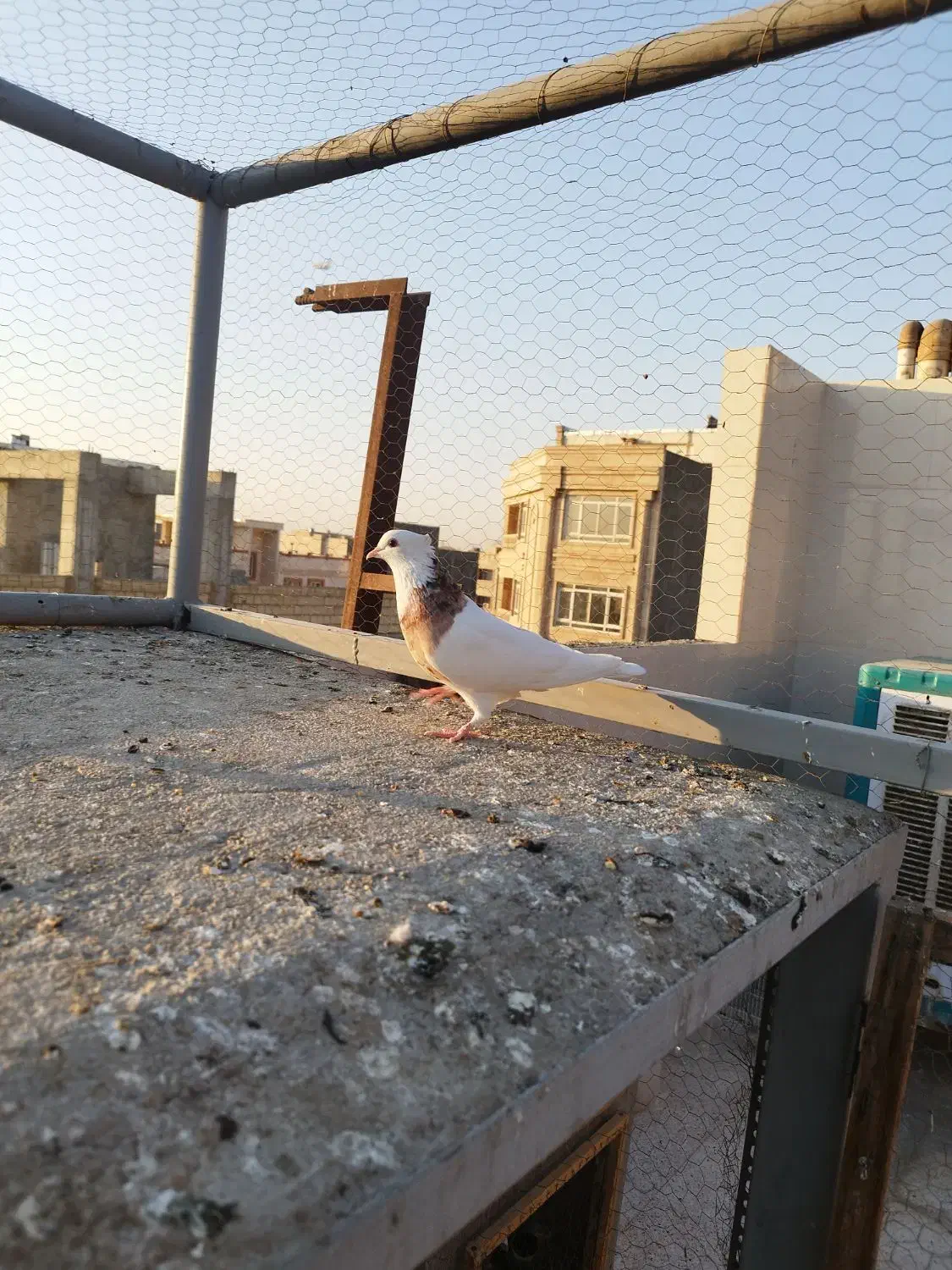 کبوترطوقی هفت رنگ نر|پرنده|شهریار, شهرک وائین|دیوار