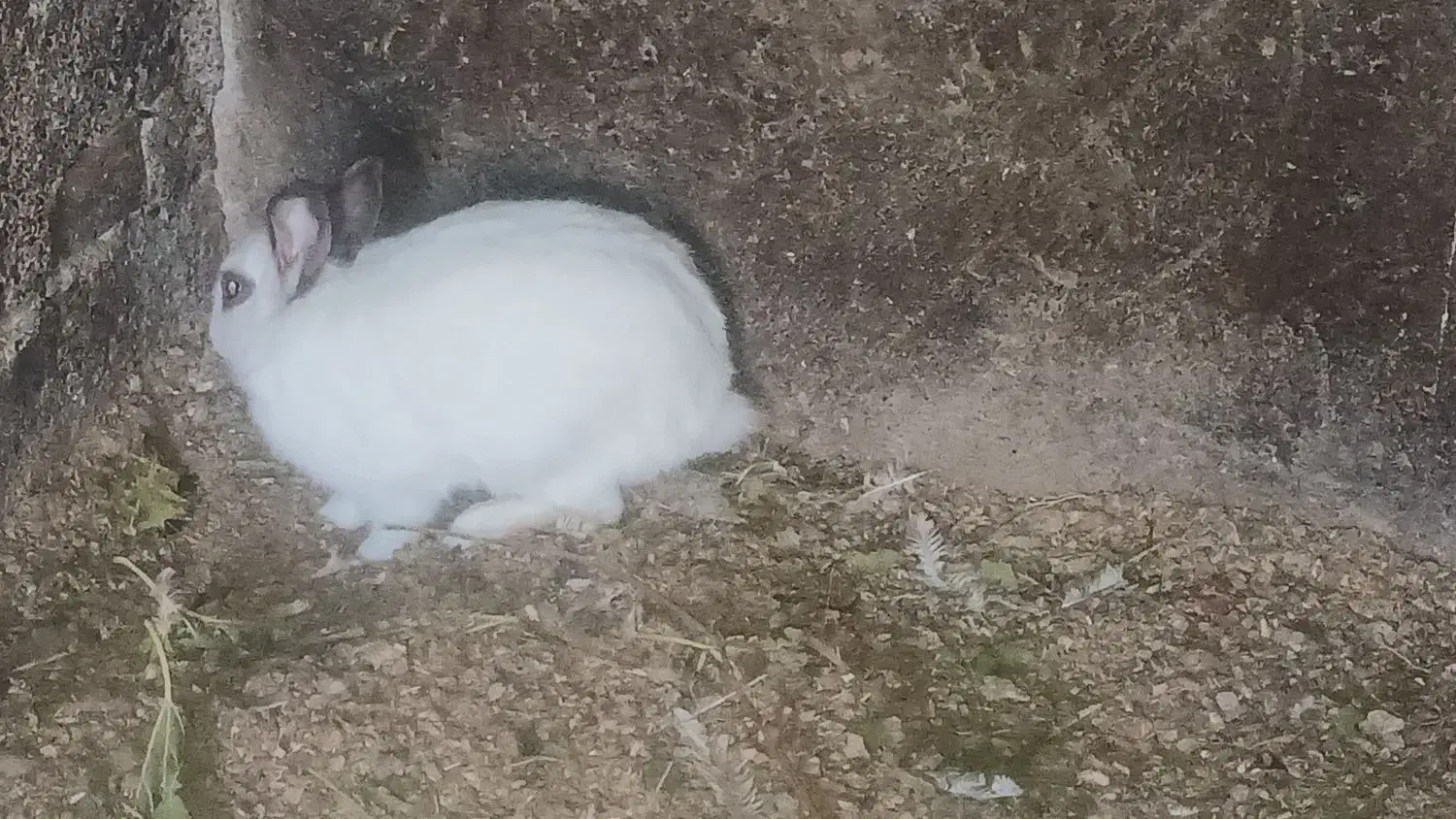 خرگوش|موش و خرگوش|گنبد کاووس, |دیوار