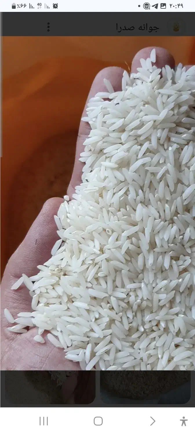 پونصد کیلو برنج هاشمی اعلا درجه۱|خوردنی و آشامیدنی|رشت, کوی حسینی|دیوار