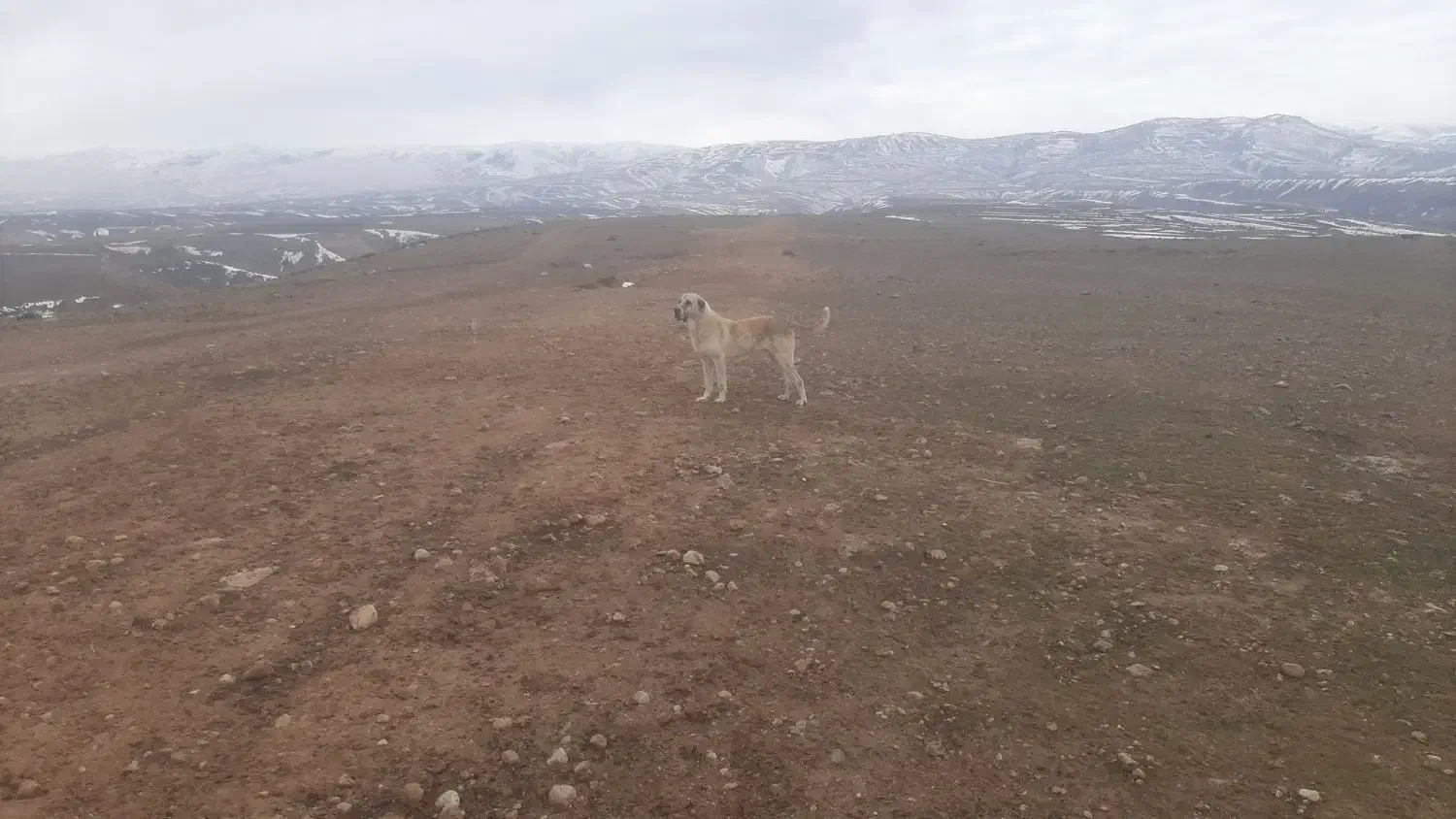 سگ سراب|سگ|آشخانه, |دیوار