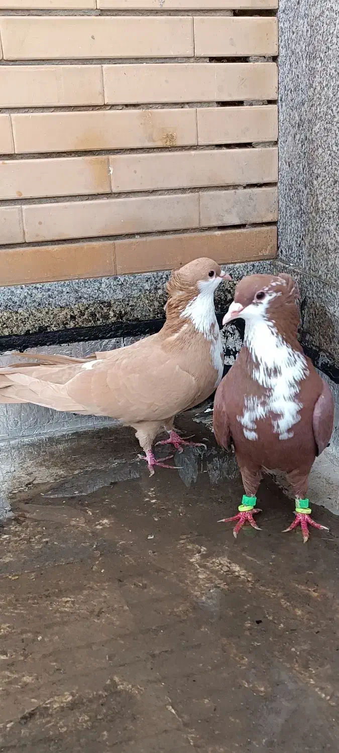 کبوترکرباتی سرخ و زرد|پرنده|تربت‌حیدریه, فرمانداری|دیوار