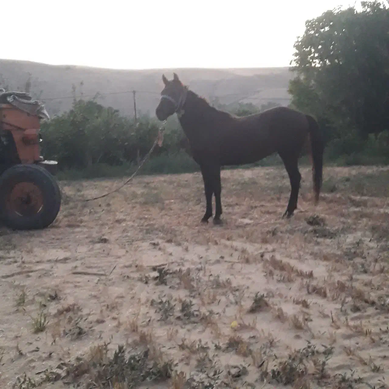 اسب مادیان با کره|اسب و تجهیزات اسب‌سواری|هشترود, |دیوار