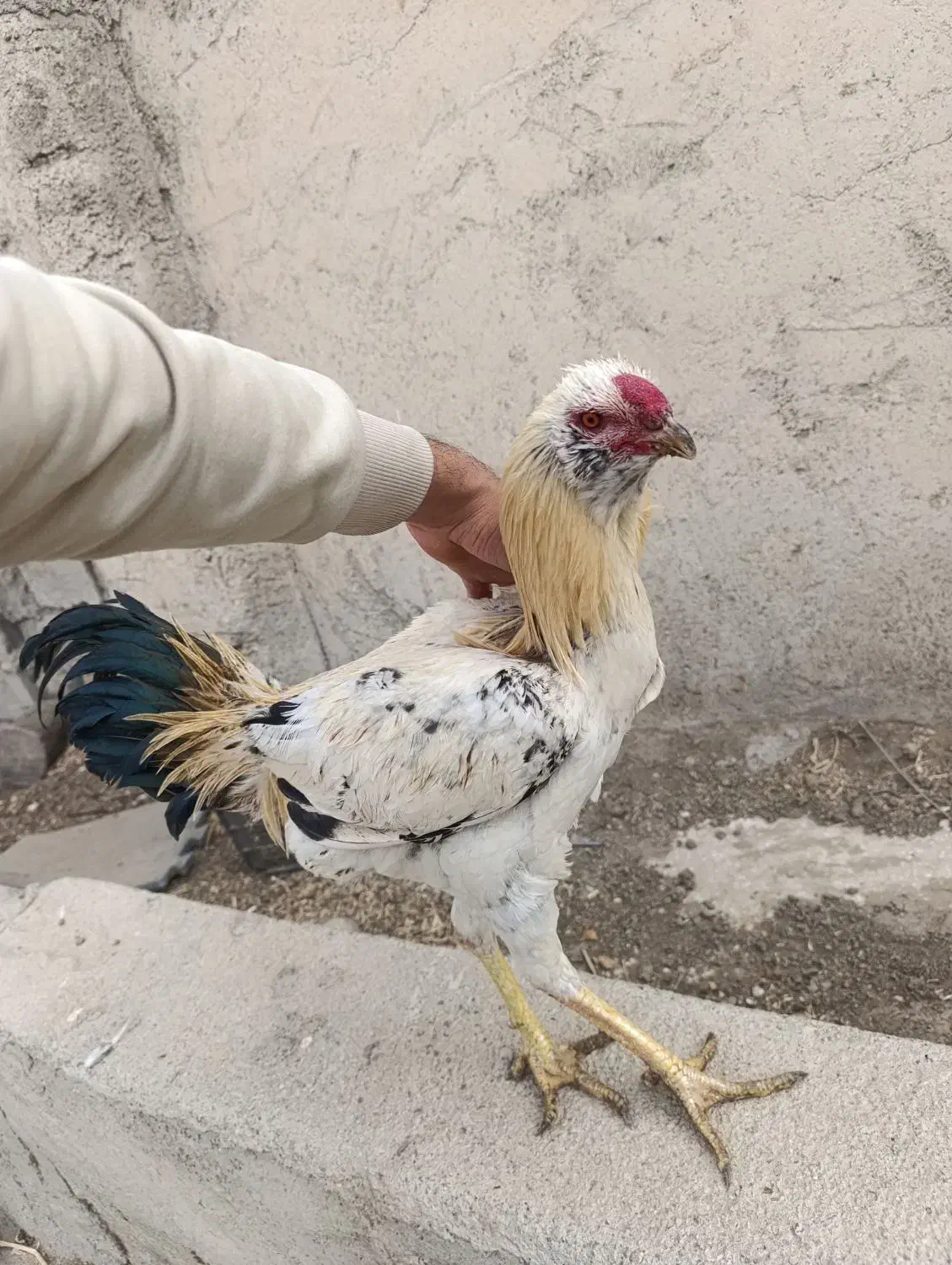 خروس لاری،مرغ،خروس،جوجه|حیوانات مزرعه|شهریار, شهرک امیریه|دیوار