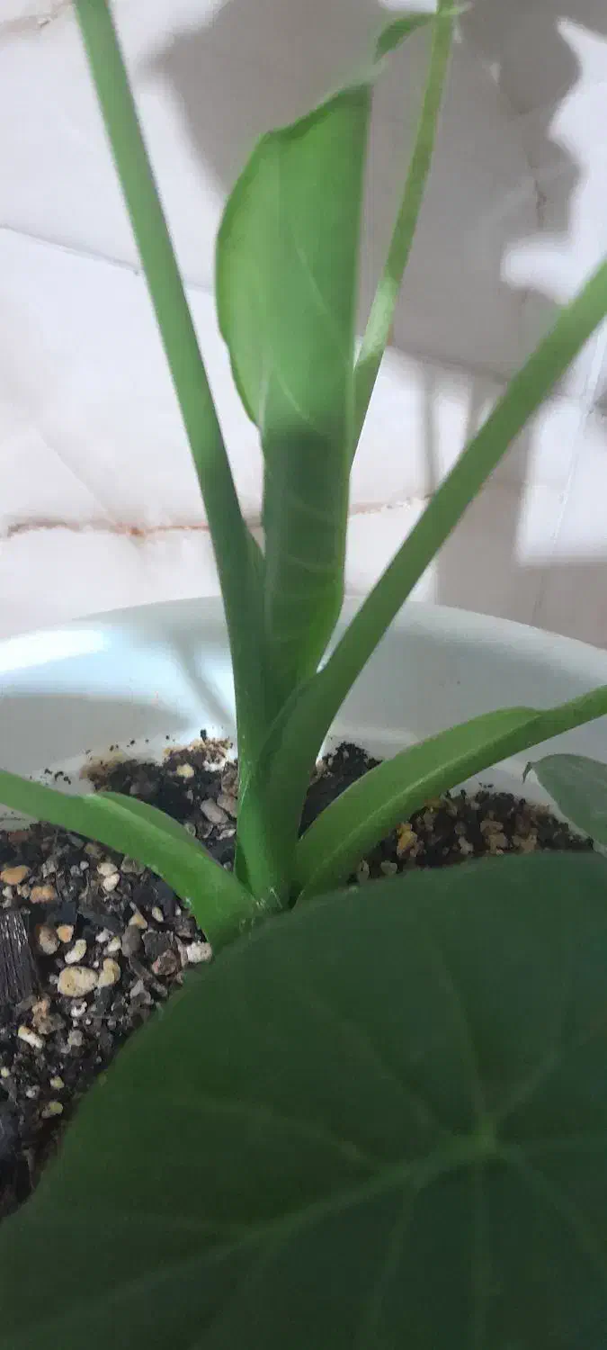 دیفن باخیا ودیفن تیکی|گل و گیاه طبیعی|هشتگرد, فاز ۷ مهستان|دیوار