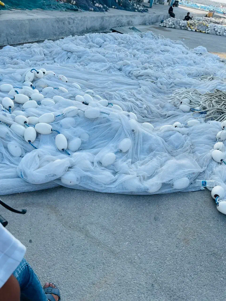 جل کاشغی در حد نوو|ماهیگیری|قشم, |دیوار