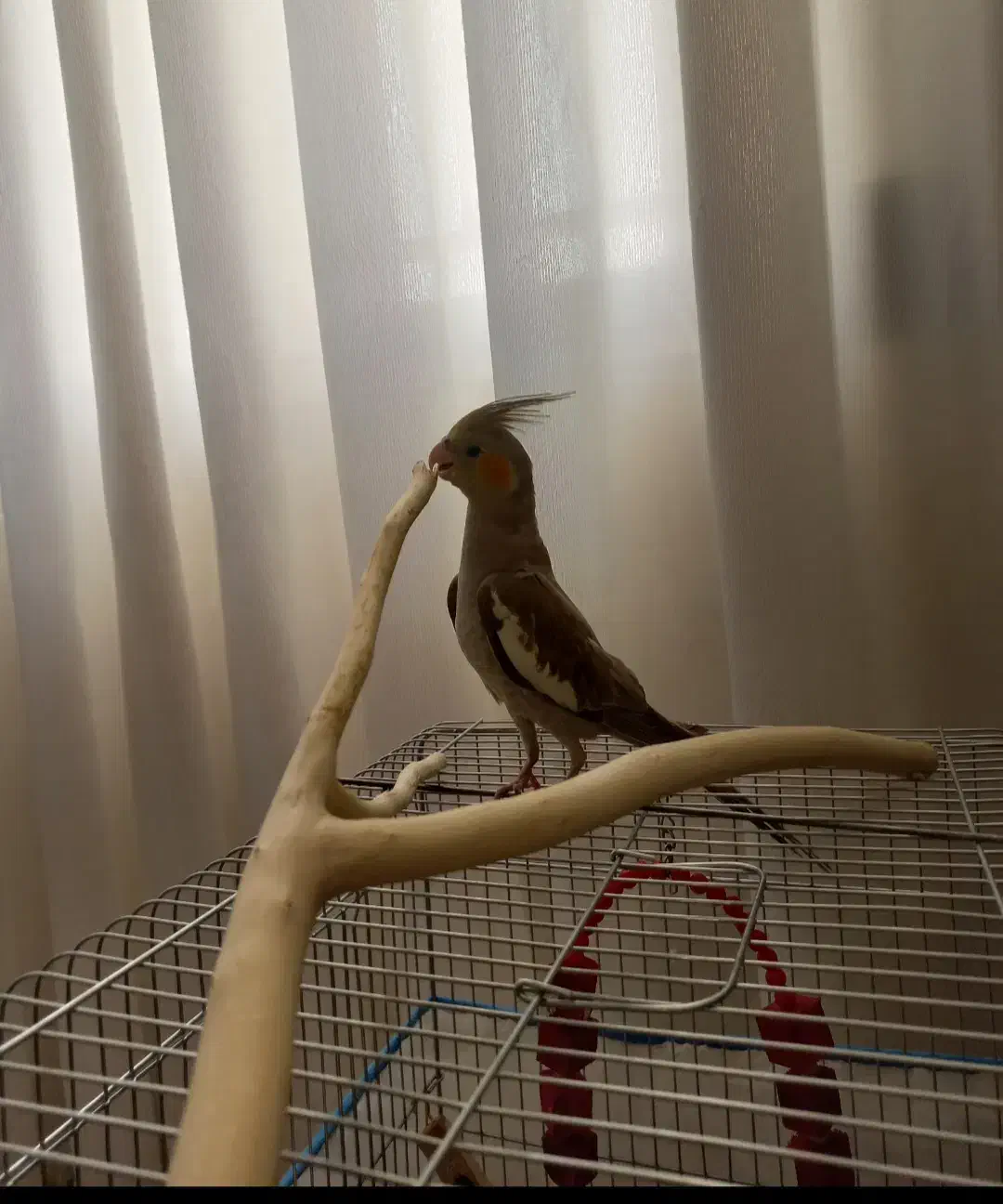 عروس هلندی نر|پرنده|ملایر, |دیوار