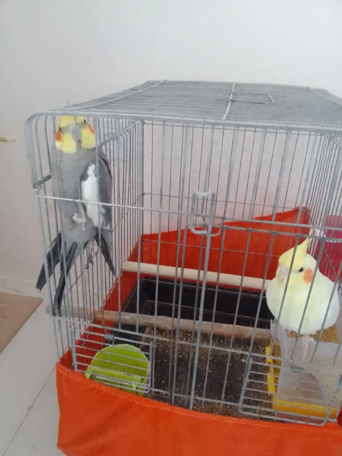 یک جفت عروس هلندی دستی با قفس|پرنده|بهارستان, |دیوار