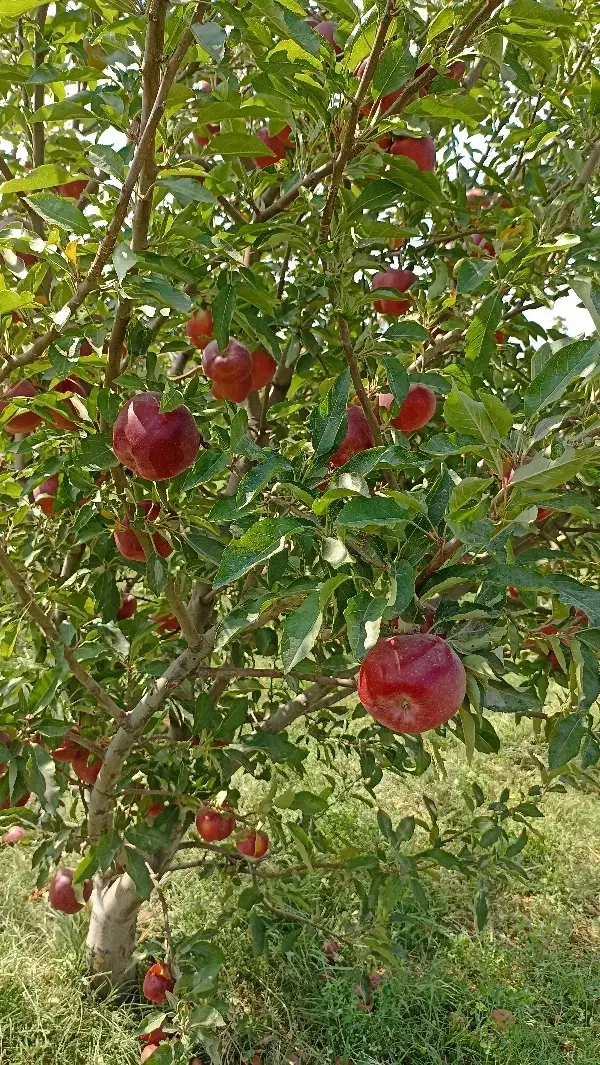 زمین سر درختی|فروش زمین و ملک کلنگی|بناب, |دیوار