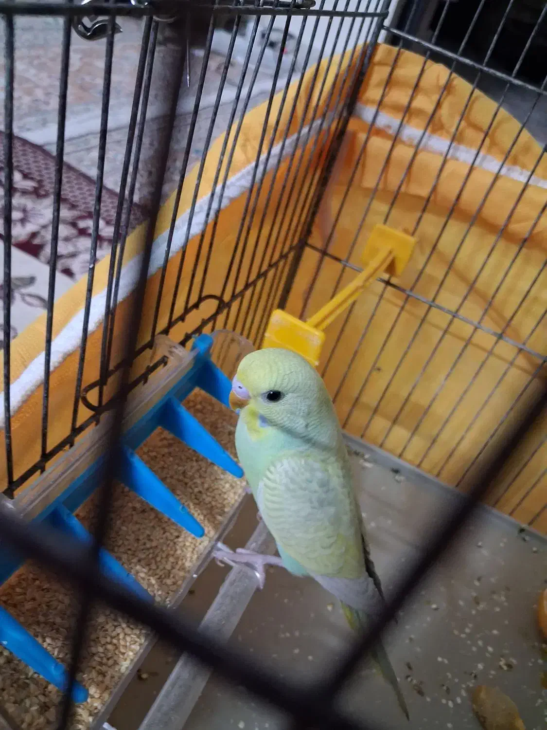 دوعددمرغ عشق جوان وسرحال|پرنده|شیراز, میانرود|دیوار