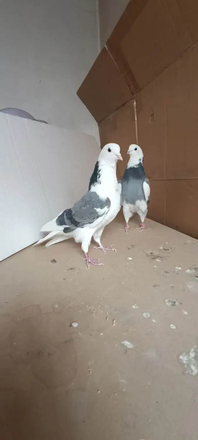 کبوتر پرشی زیبا|پرنده|تهران, ائمه اطهار|دیوار