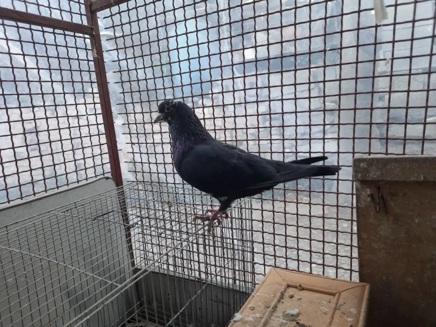 کبوتر|پرنده|آزادشهر, |دیوار