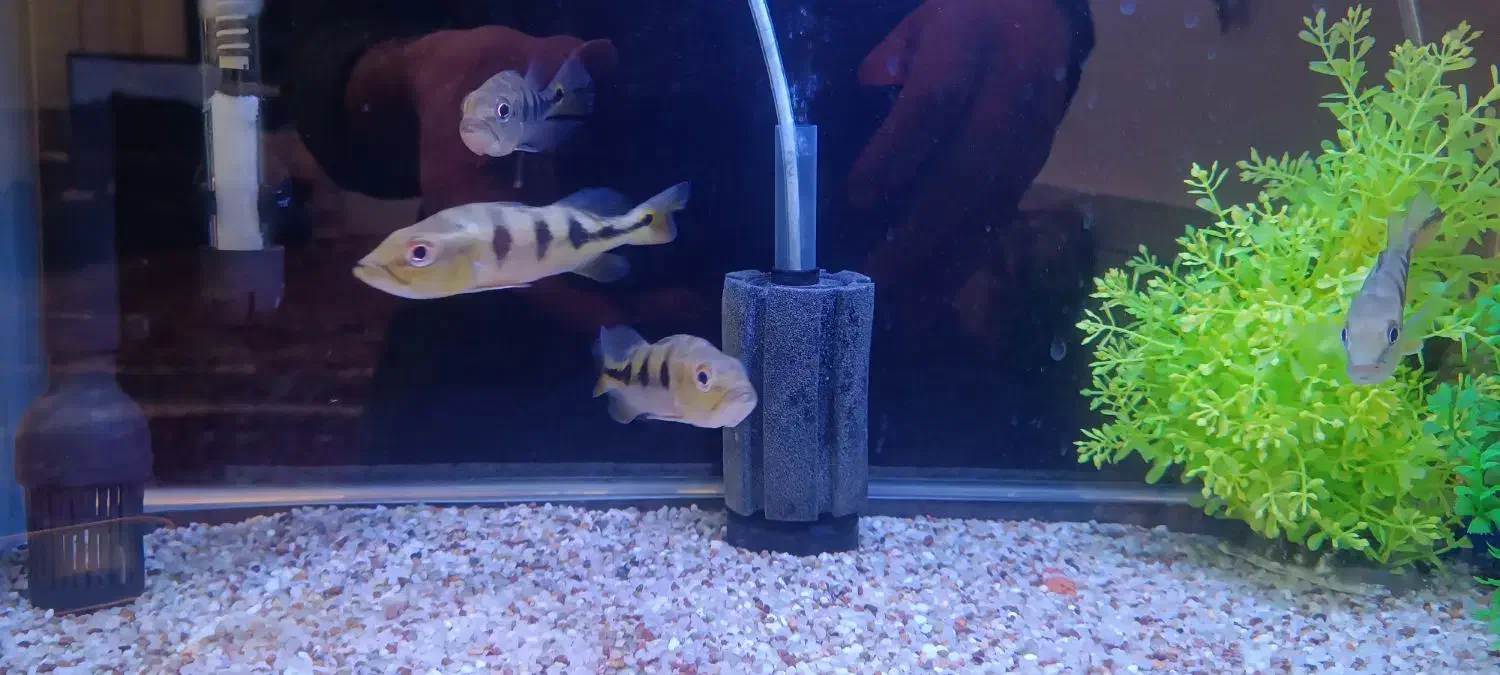 ماهی پیکاک|ماهی|شهرکرد, |دیوار