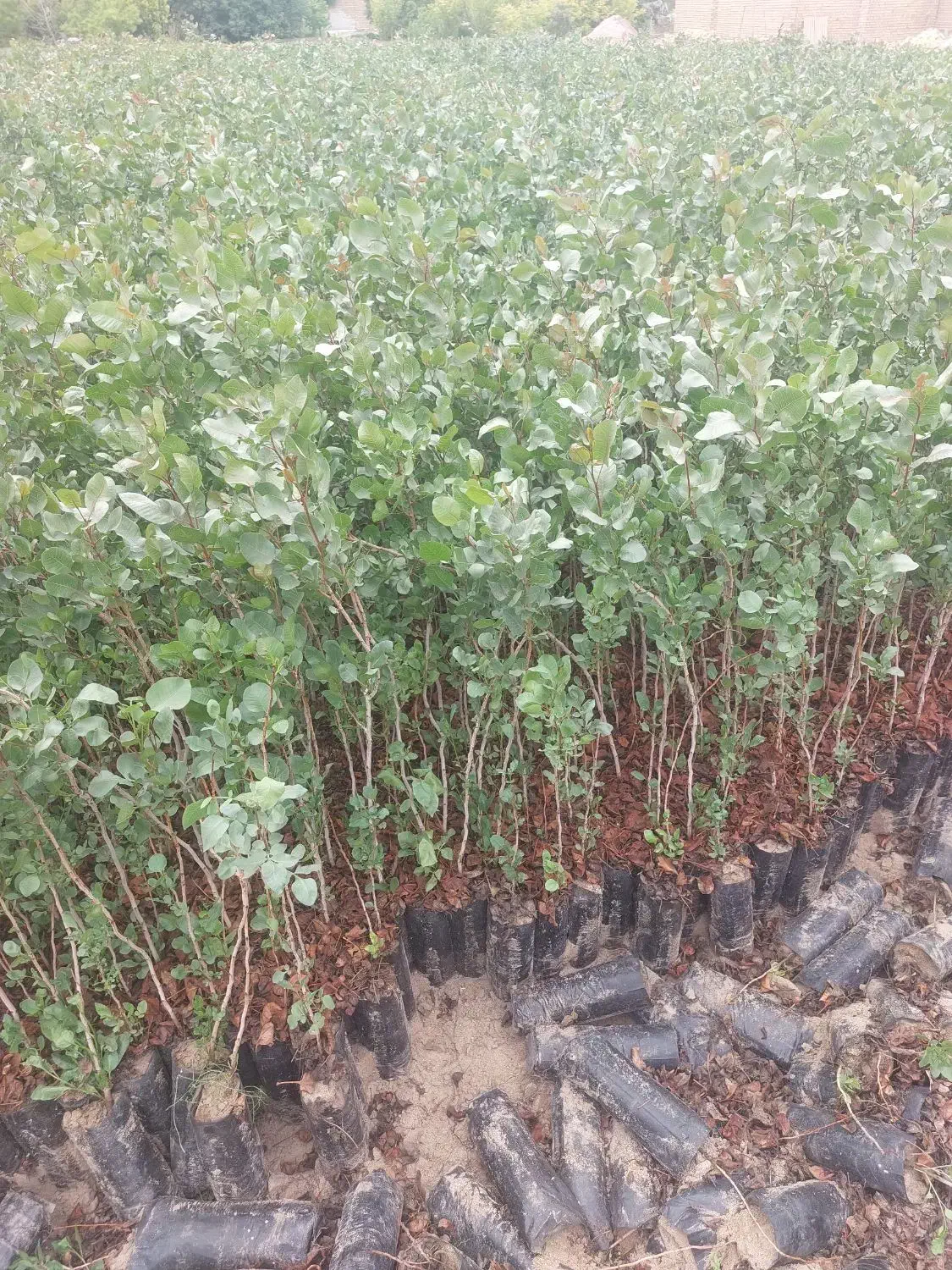 فروش نهال پسته منطقه برخوار|گل و گیاه طبیعی|حبیب آباد, |دیوار