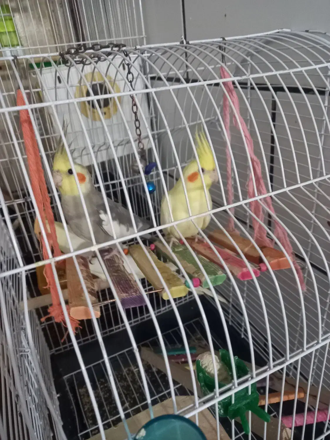 باسلامجوجهعروسهلندیرامدستیلوتینوخاکستری|پرنده|جیرفت, |دیوار