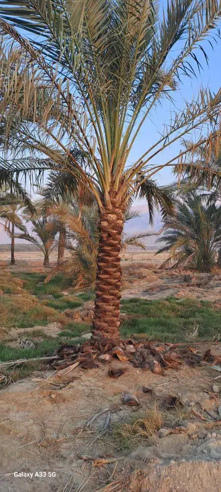 فروش انواع پاچوش ونخل کامل درخت خرما...|خدمات باغبانی و درختکاری|اردکان, |دیوار