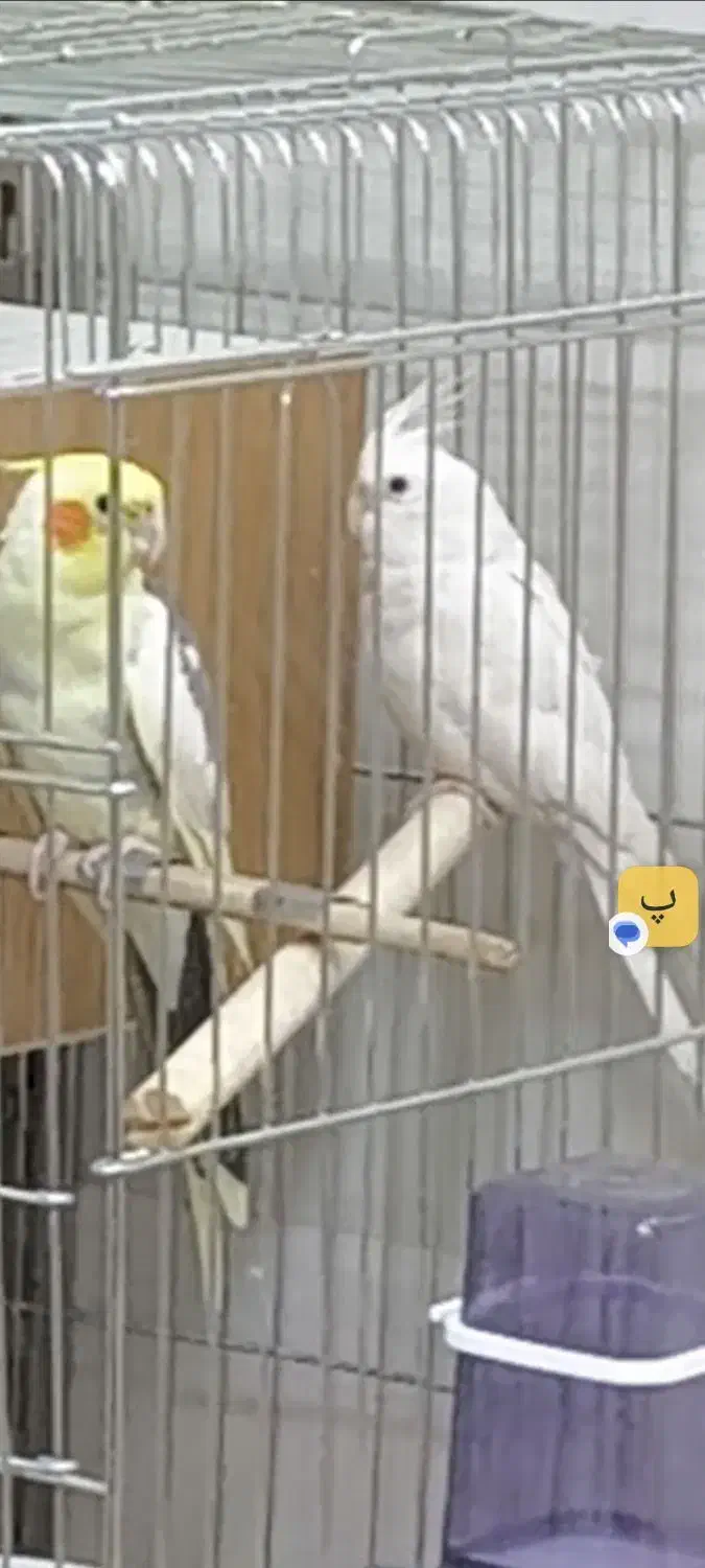 گمشده عروس|پرنده|قم, دانش|دیوار