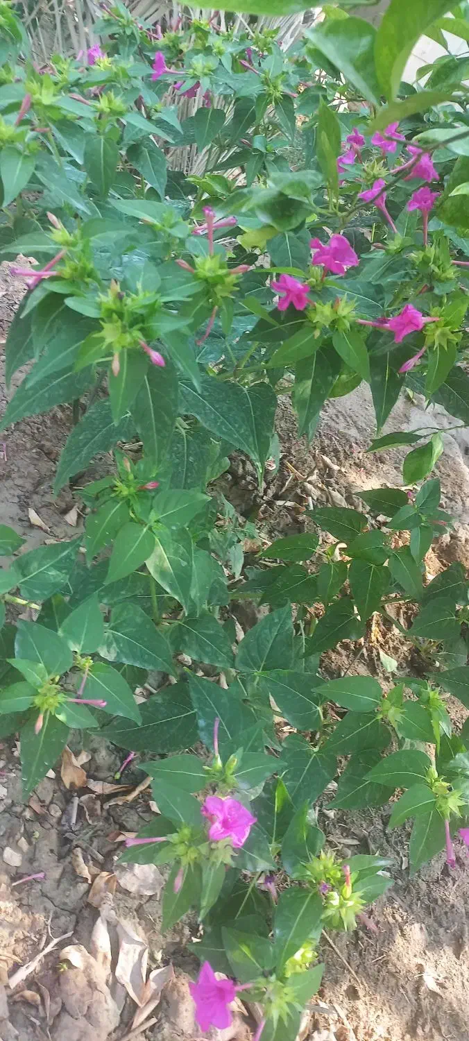 بذر گل شب بو، چهار فصل|گل و گیاه طبیعی|شادگان, |دیوار