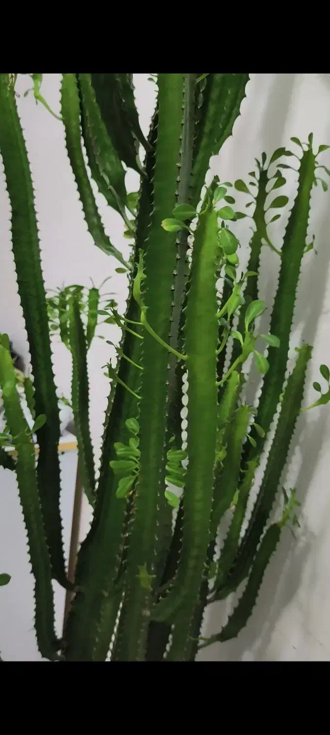 گل و گیاه|گل و گیاه طبیعی|بوکان, |دیوار