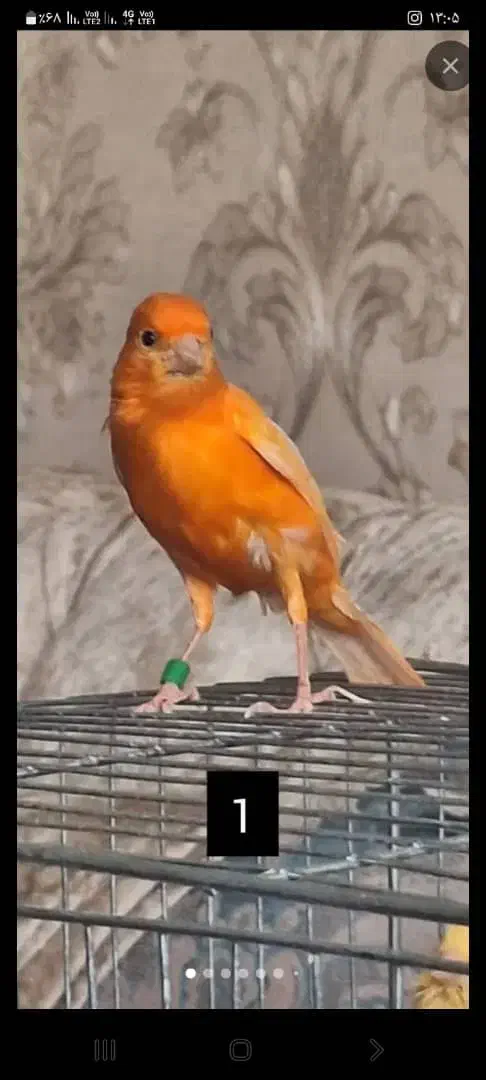 قناری سرخ مست|پرنده|رشت, خواهر امام|دیوار