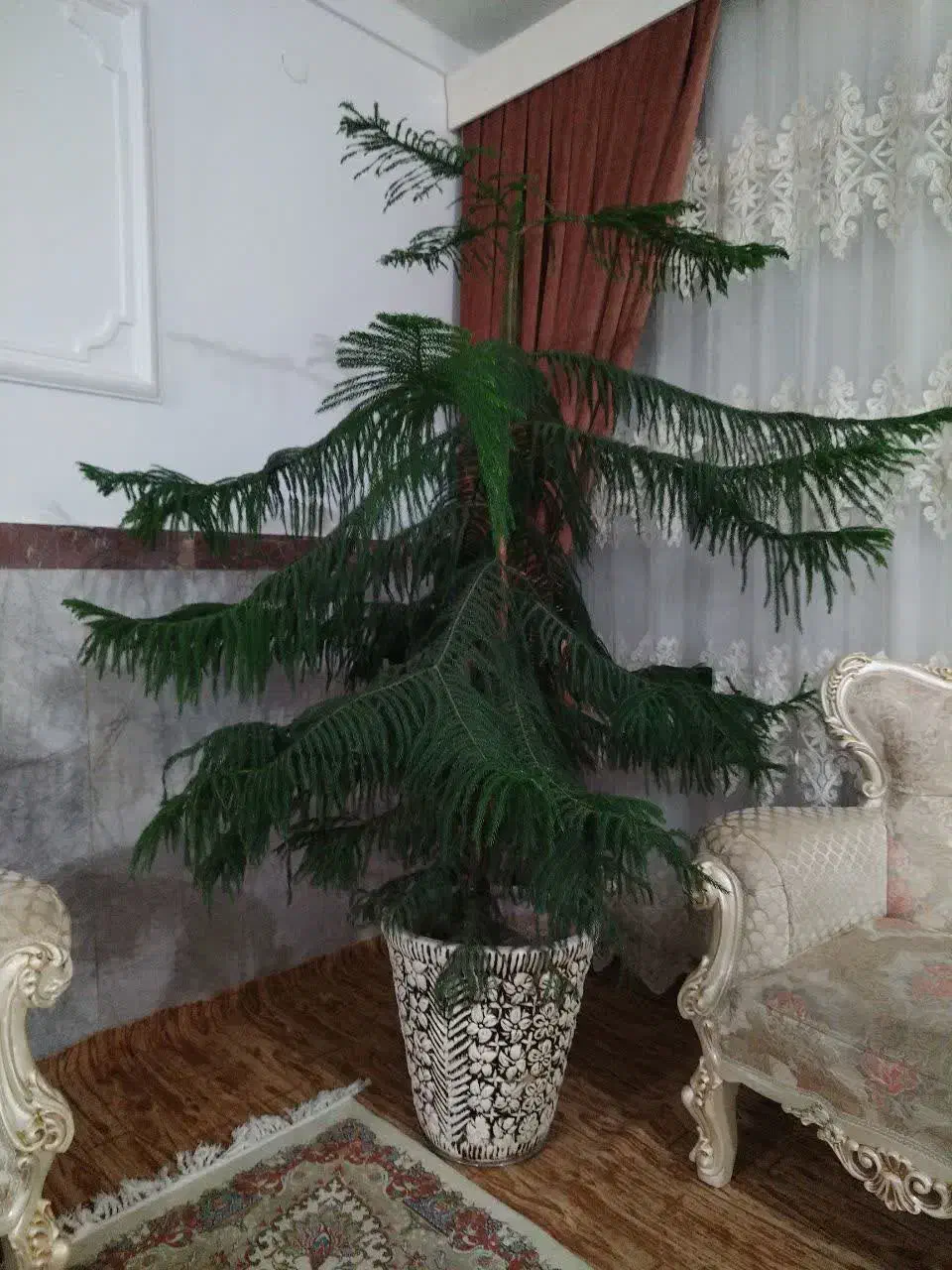 گل نوئل|گل و گیاه طبیعی|سریش آباد, |دیوار