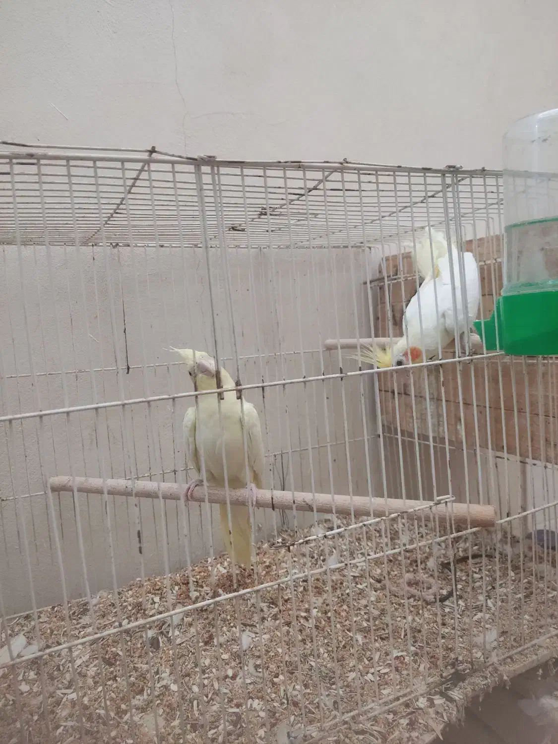 عروس هلندی|پرنده|لار, |دیوار