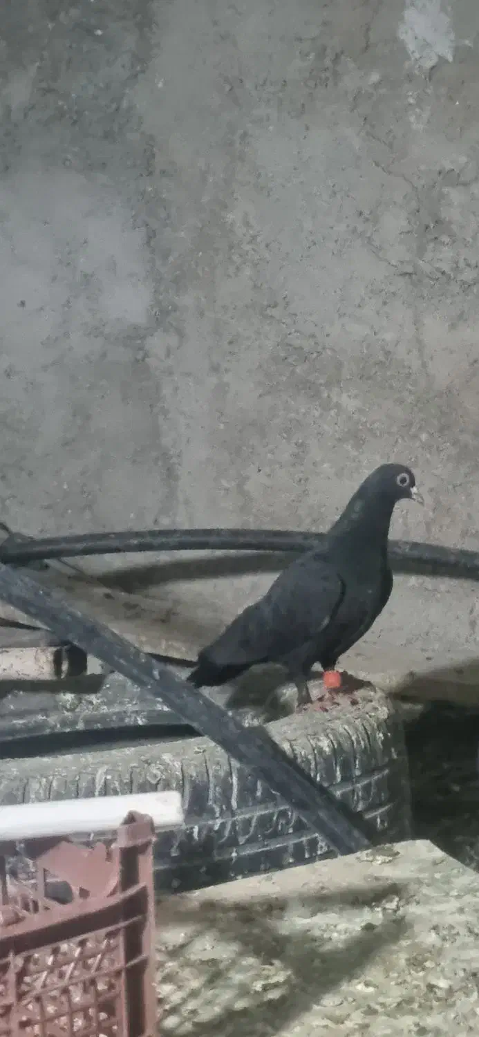 ماده کلاغ|پرنده|کرمان, |دیوار