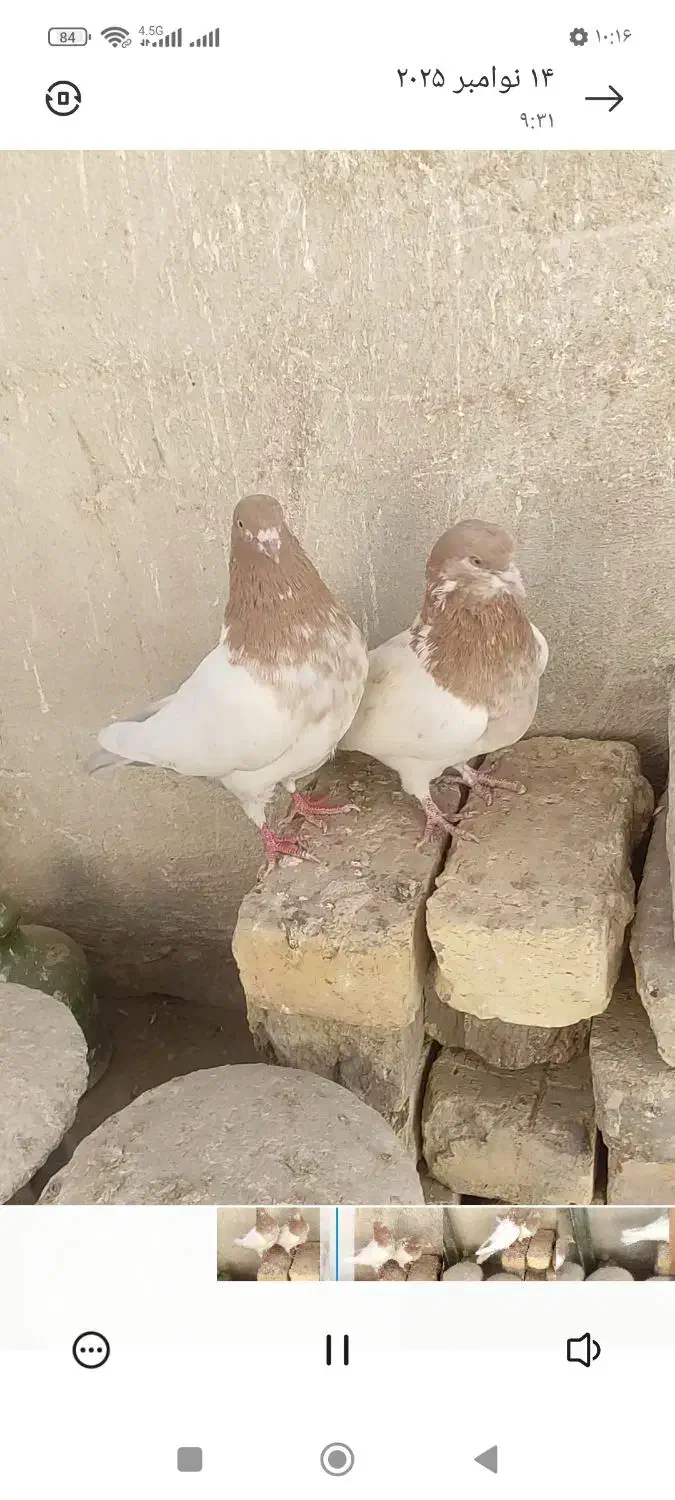 کفتر‌|پرنده|اصفهان, شهرک کاوه|دیوار