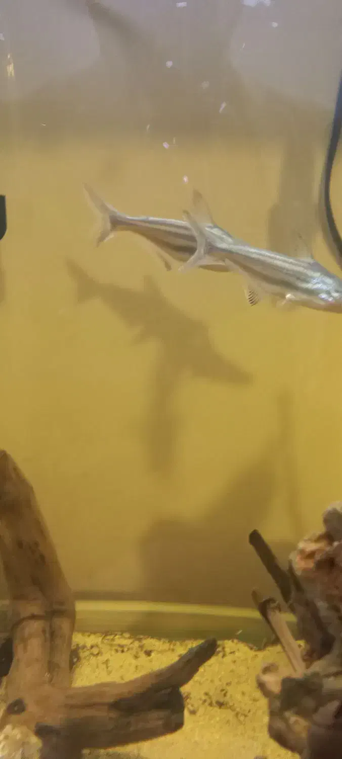 ماهی پنکوسی|ماهی|شیراز, گویم|دیوار