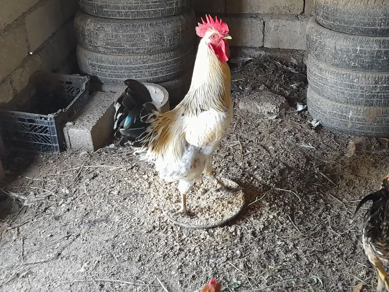 خروس محلی و خروس مینیاتوری|حیوانات مزرعه|جویبار, |دیوار