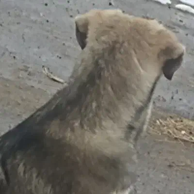 ماده سه شین|سگ|سیلوانه, |دیوار