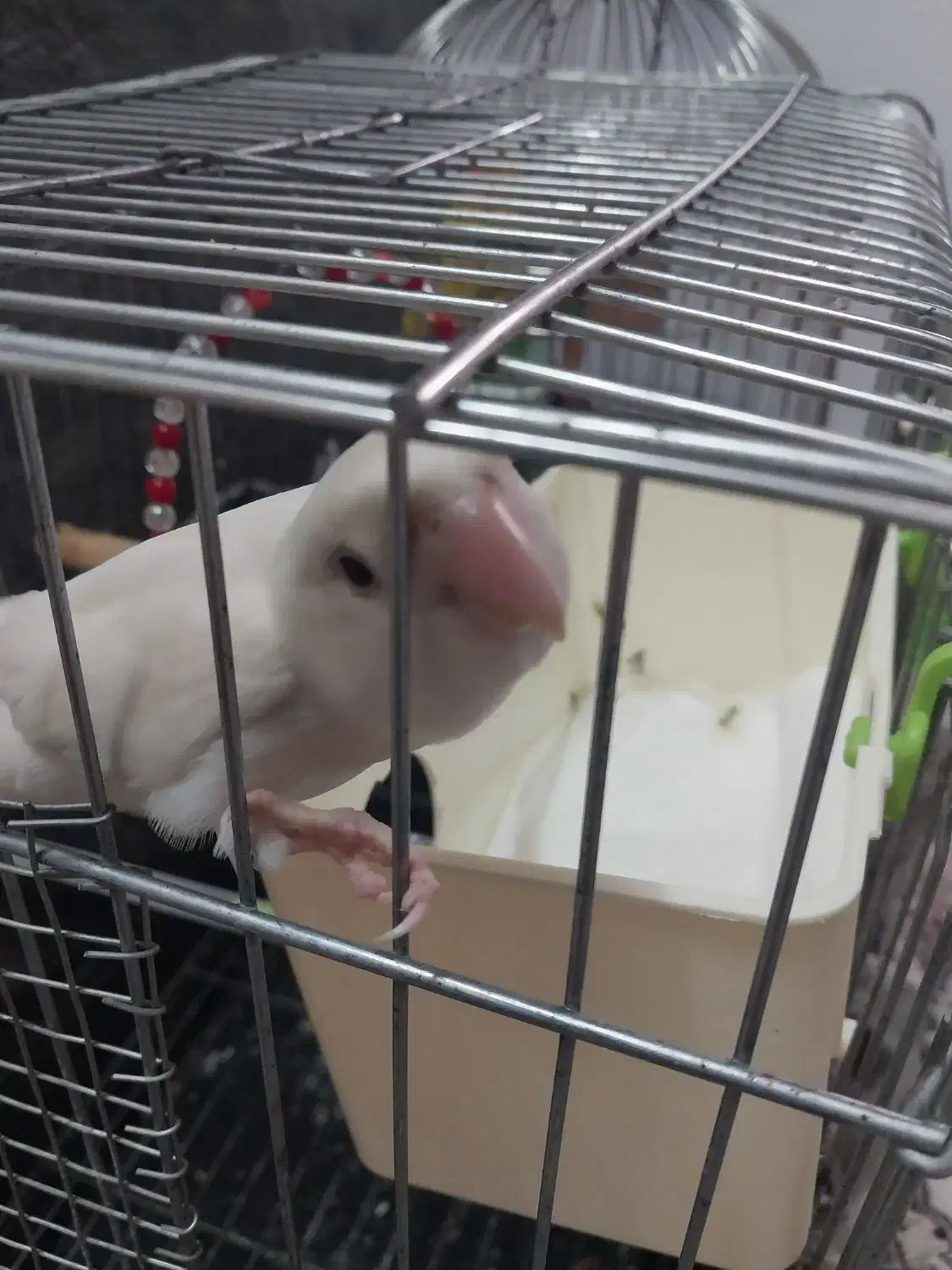 برزیلی دستی آلبینو نَر|پرنده|قزوین, |دیوار