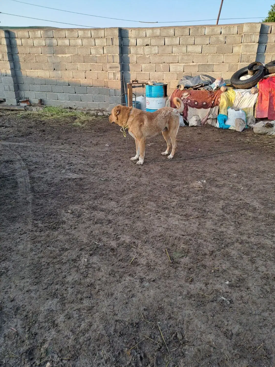 گمشده|حیوانات|سرعین, |دیوار