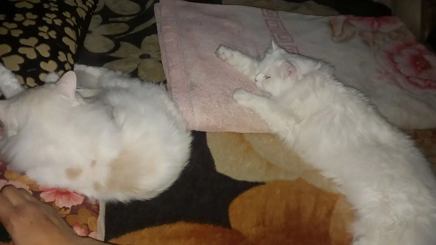 گربه ی نر رایگانه|گربه|اهواز, عین ۲|دیوار