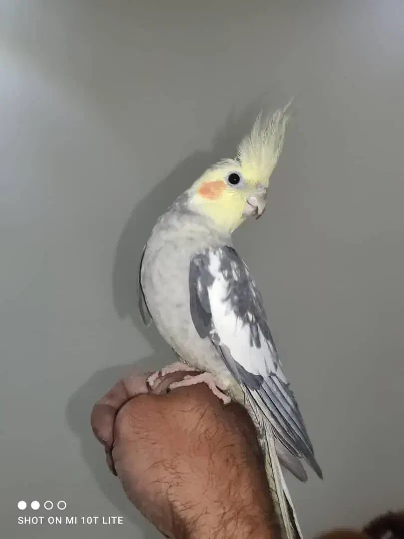 عروس هلندی|پرنده|تهران, جوادیه تهرانپارس|دیوار