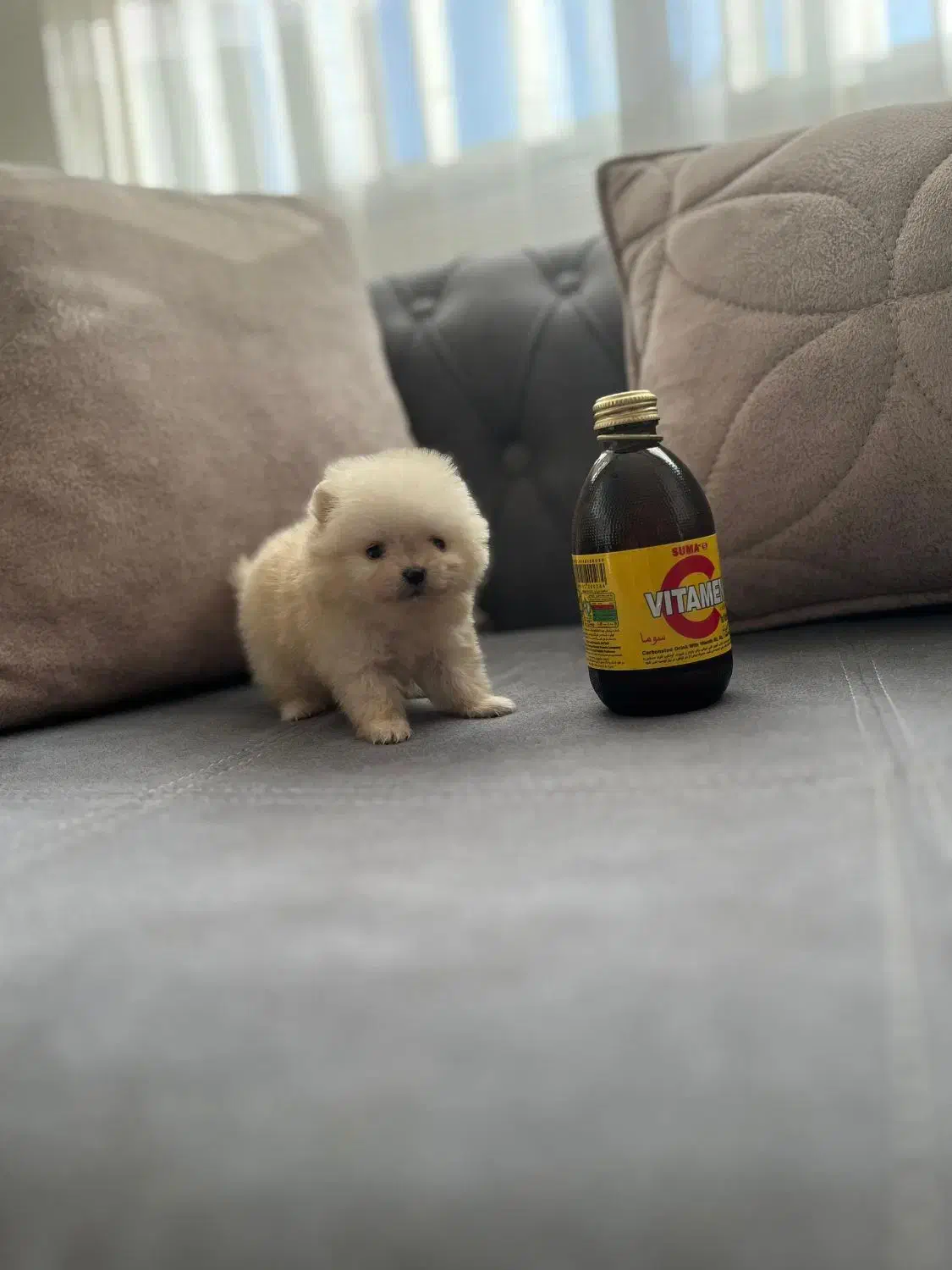 سگ فنجونی واقعی در ایران|سگ|کرج, شهرک بنفشه|دیوار