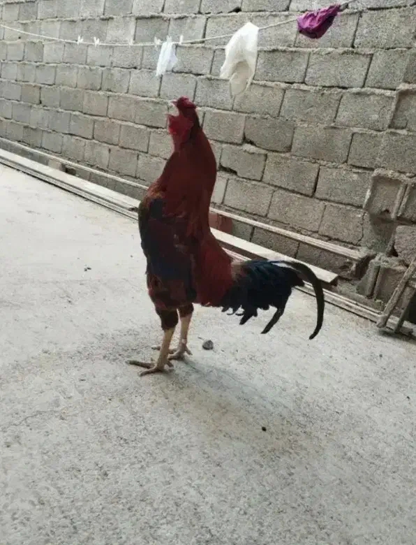 خروس دورگه لاری|حیوانات مزرعه|ماهدشت, |دیوار