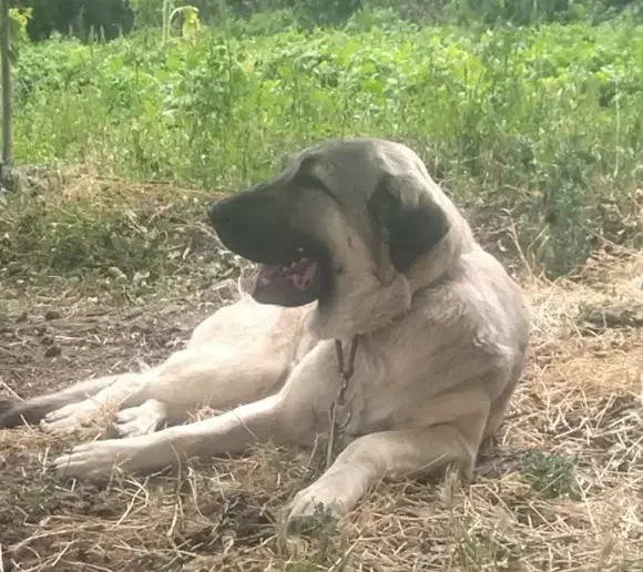 سگ عراقی پژدر|سگ|اردبیل, |دیوار