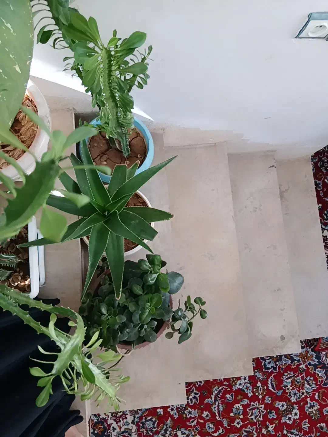 فروش گل|گل و گیاه طبیعی|لردگان, |دیوار