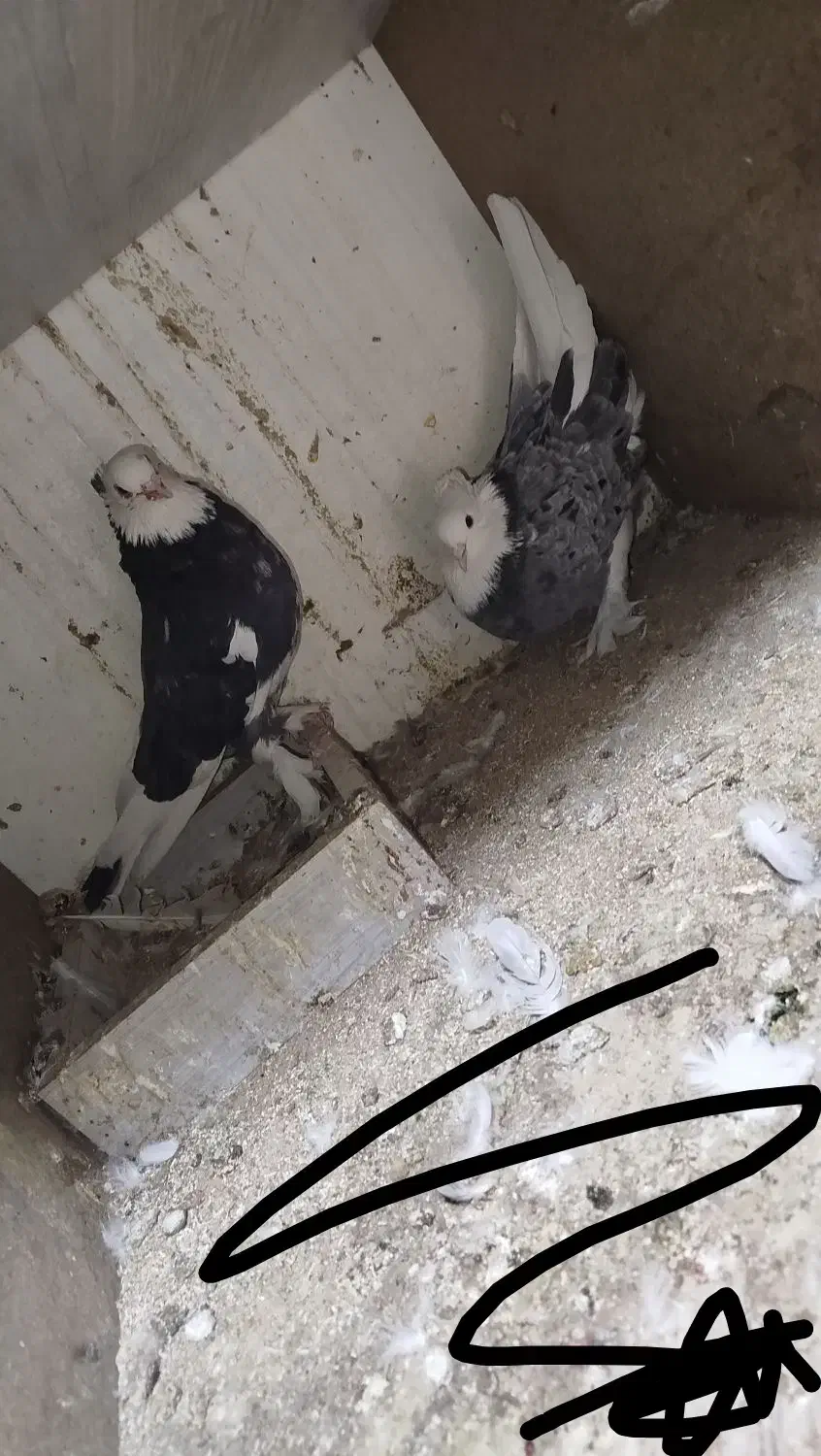 هما|پرنده|تهران, شهرک ابوذر|دیوار