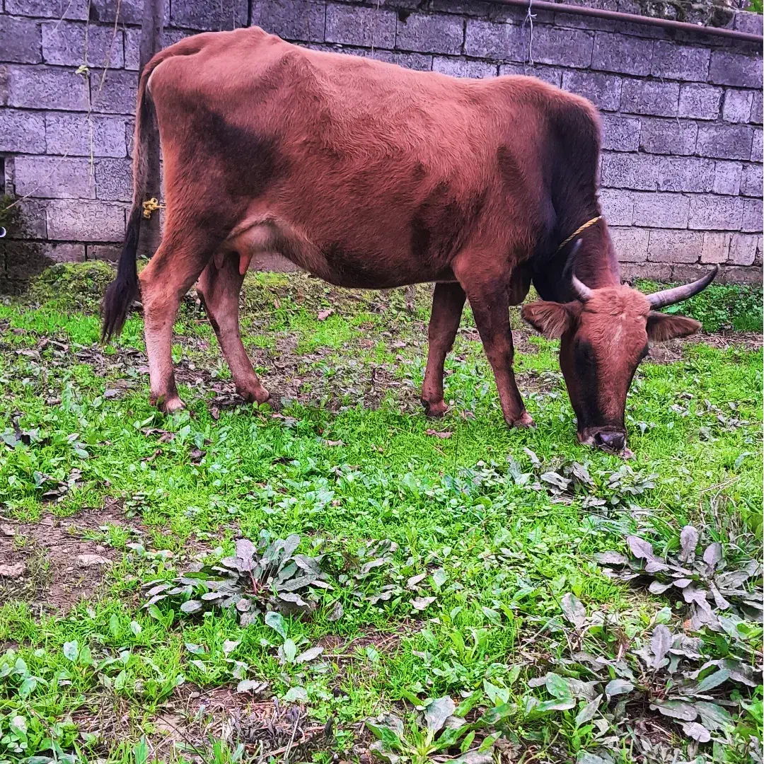 گاو چالوسی با گوساله لوکس|حیوانات مزرعه|رشت, یخسازی|دیوار