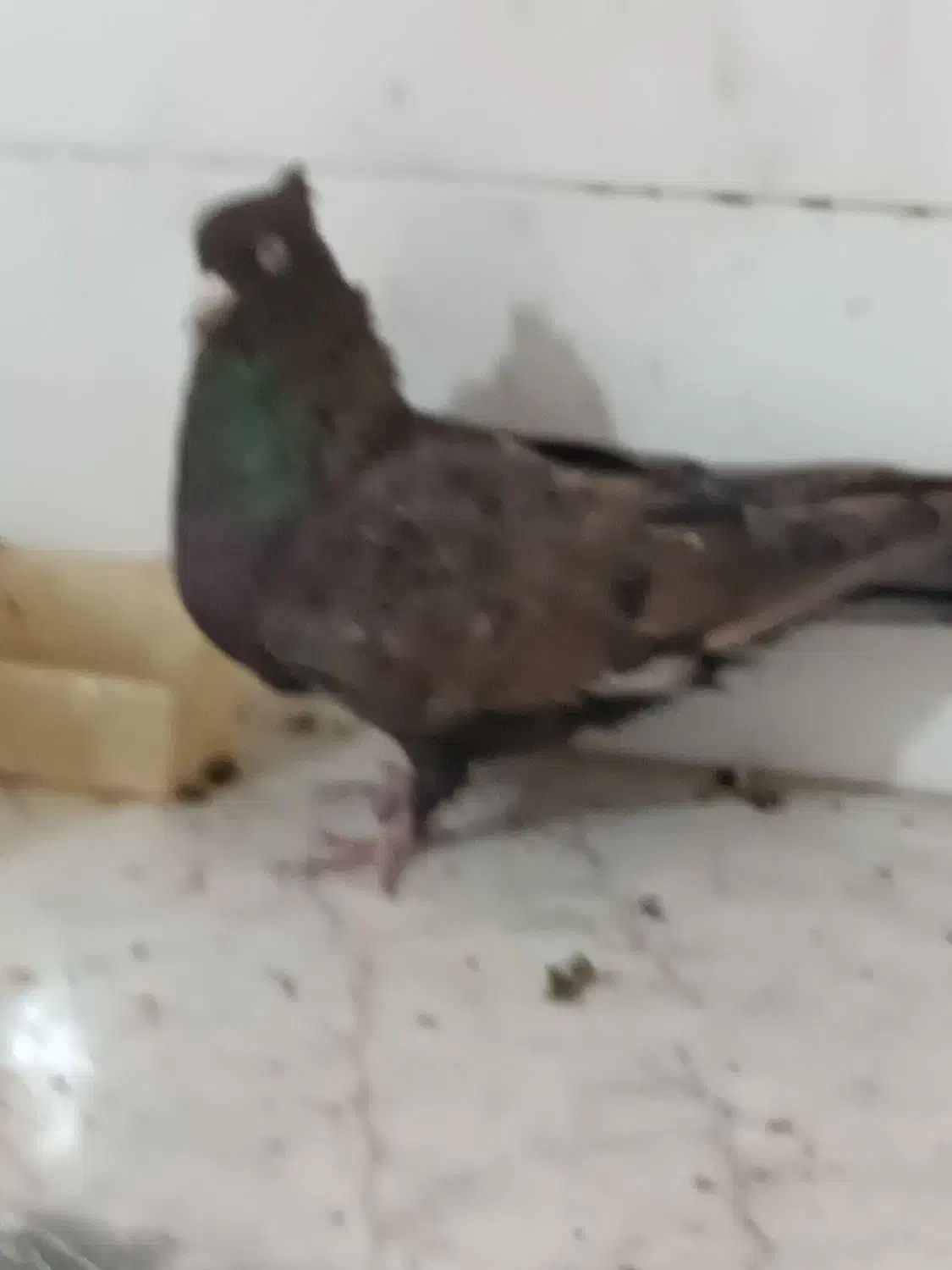 کبوتر تافته ای|پرنده|شیراز, پودنک|دیوار