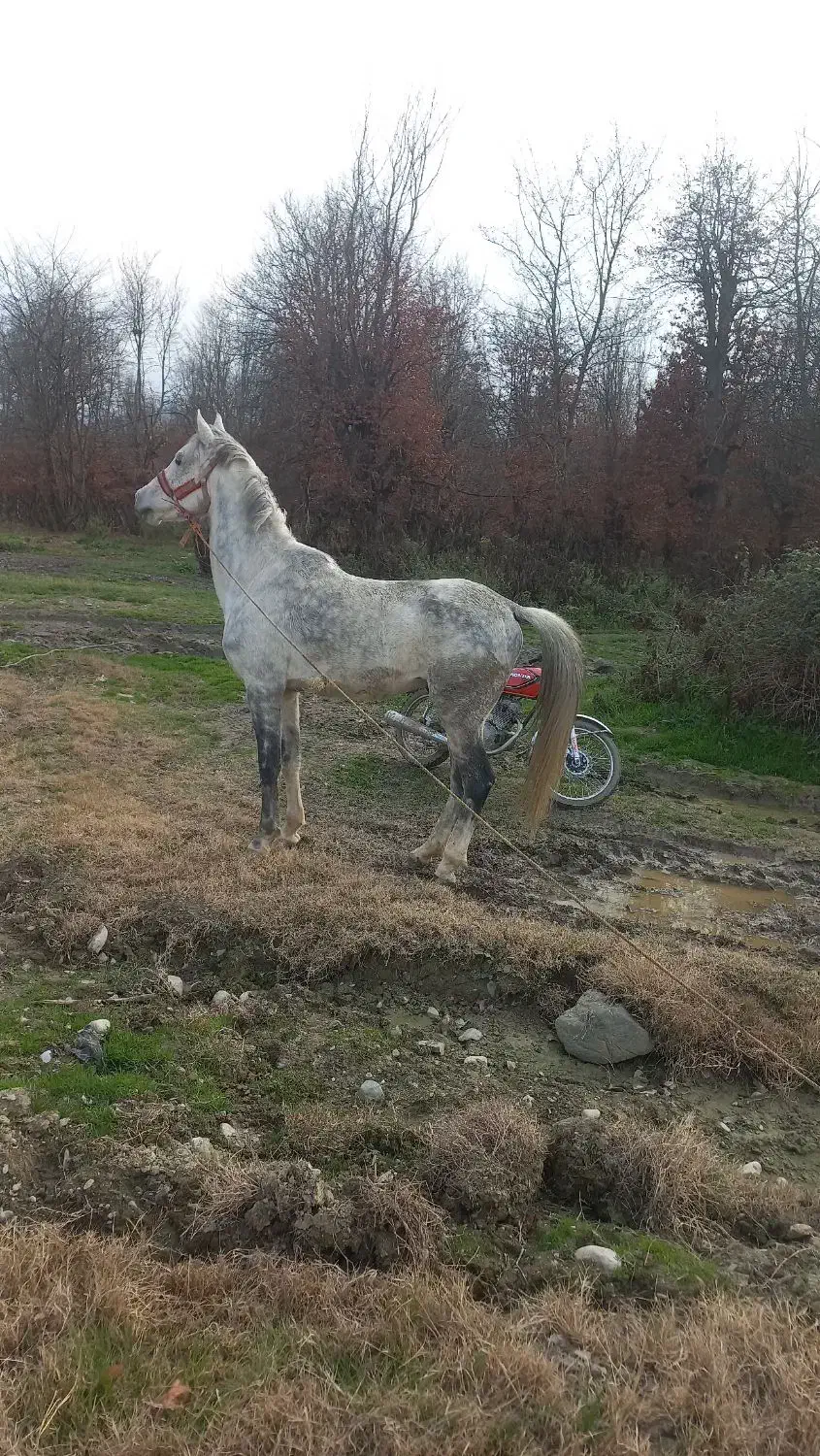 اسب|اسب و تجهیزات اسب‌سواری|گرگان, |دیوار