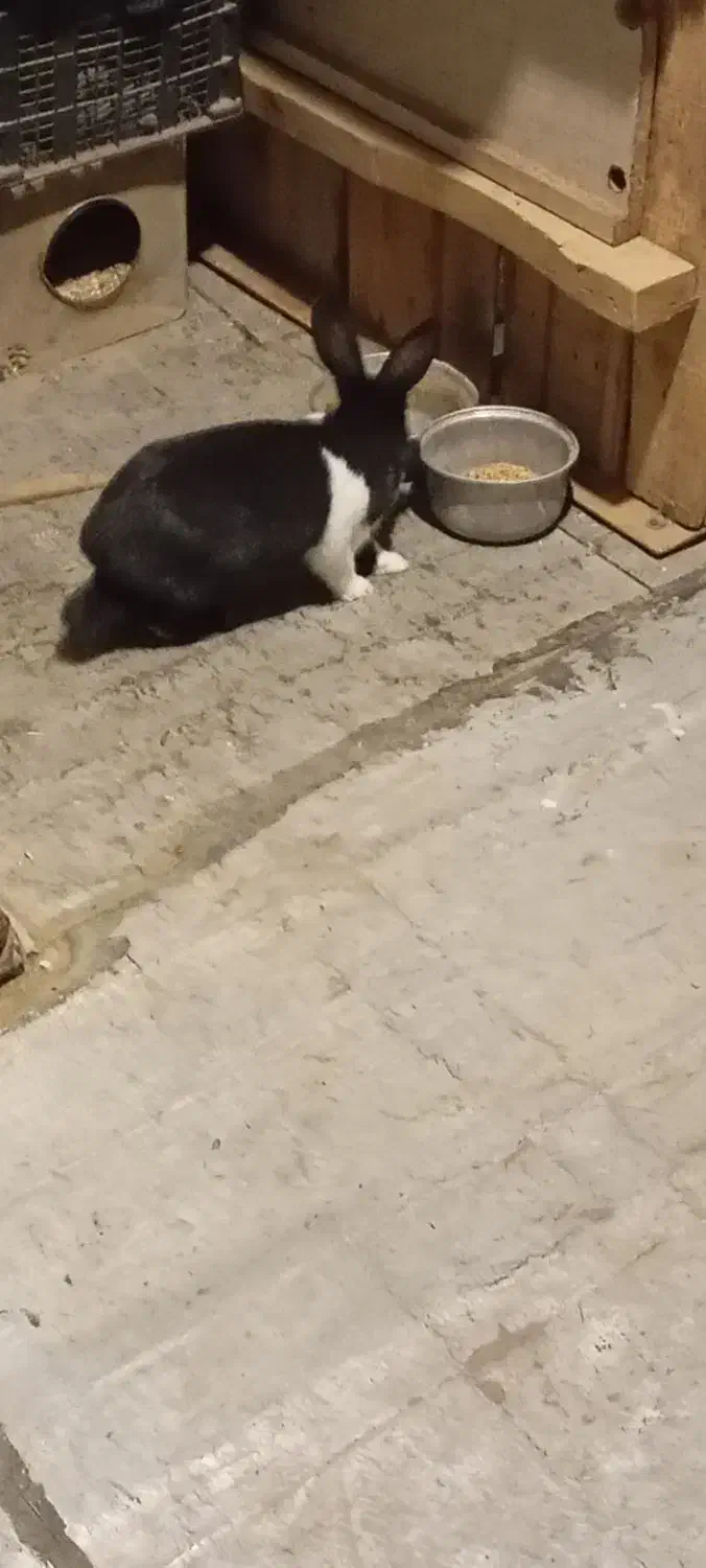 خرگوش|موش و خرگوش|سنندج, |دیوار