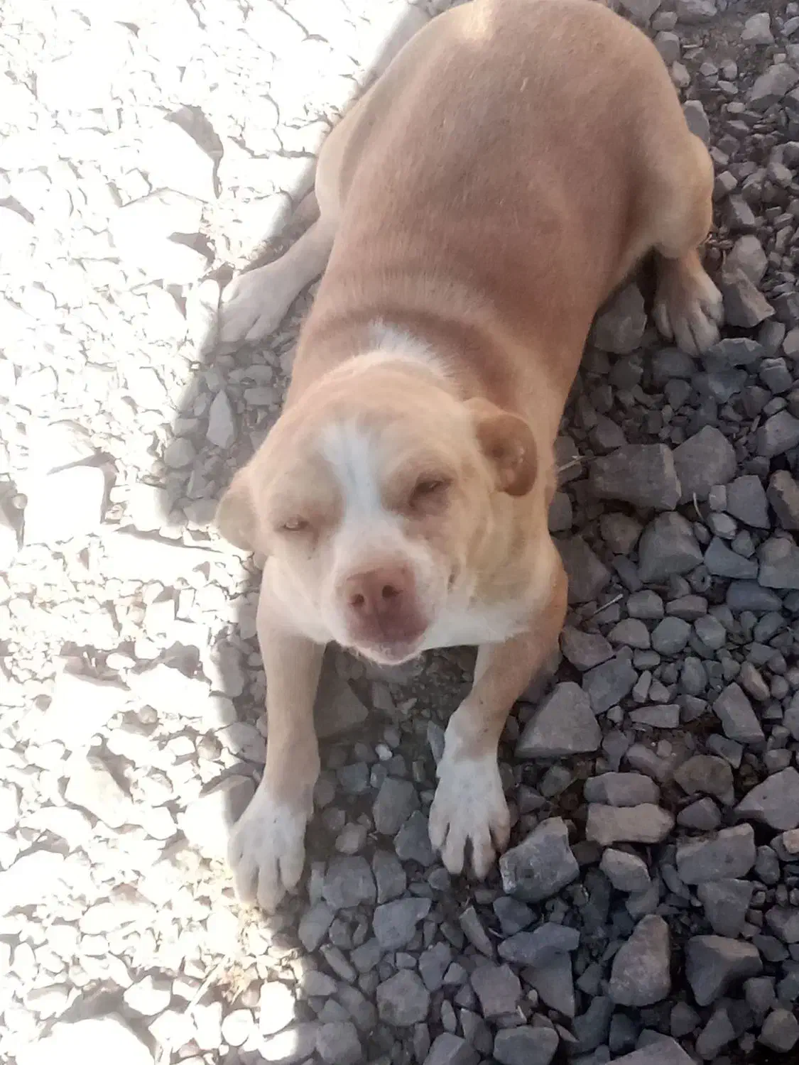 ماده پاکوتاه باهوش زرنگ 10 روز دیگه زایمان میکنه|سگ|کرمانشاه, |دیوار