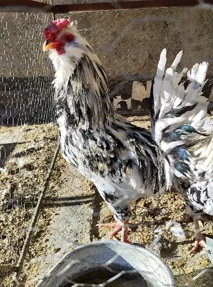 فروش ۲ تا خروس گلین|حیوانات مزرعه|فرخشهر, |دیوار