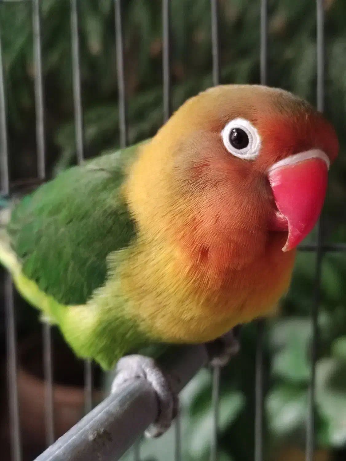 طوطی برزیلی کوتوله|پرنده|اصفهان, شاهد|دیوار