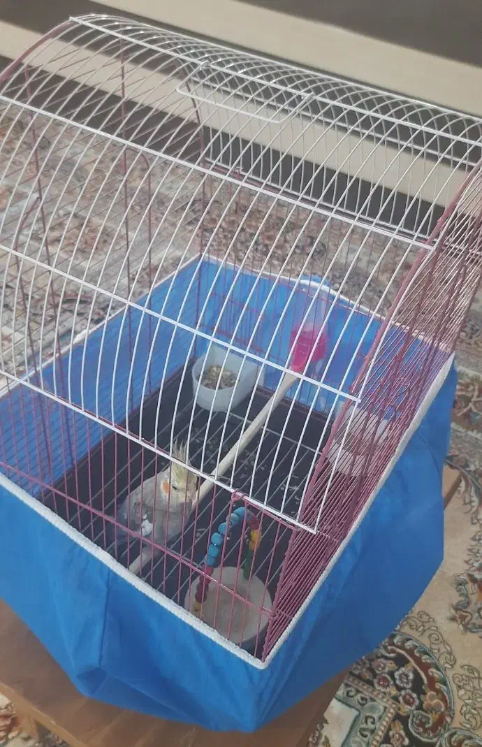 عروس هلندی نر با قفس و تجهیزات|پرنده|پیر بکران, |دیوار