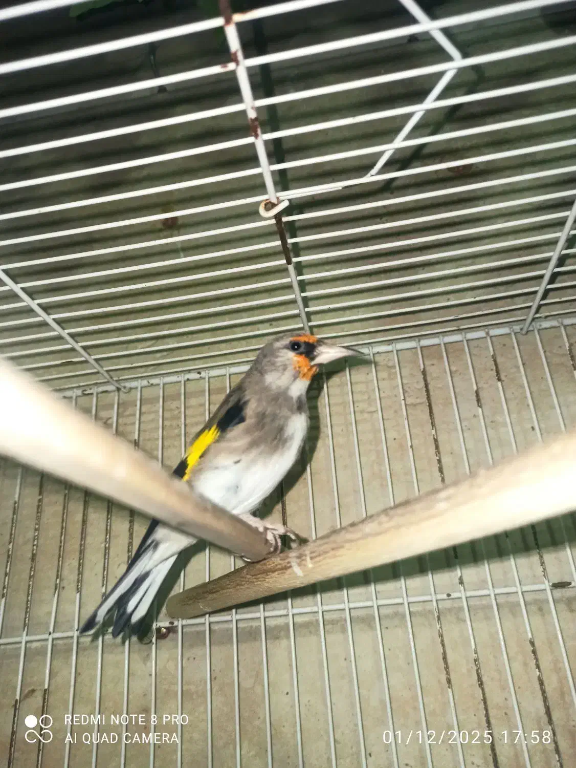 سهره نر|پرنده|بیرجند, |دیوار